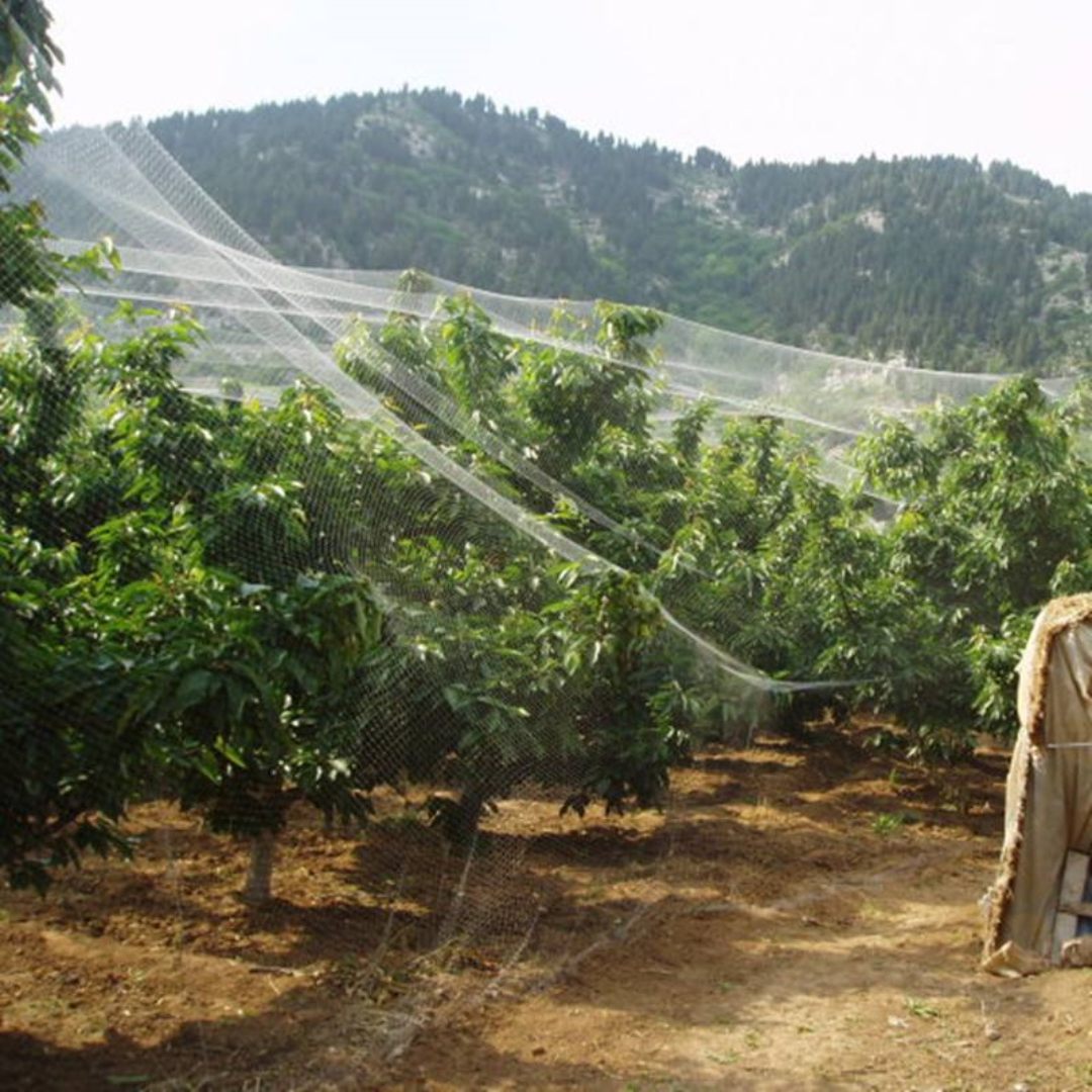 Application de filet anti-oiseaux dans les arbres fruitiers