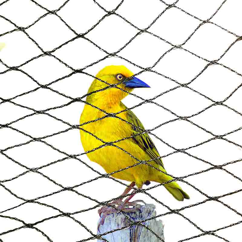 Quelles couleurs conviennent aux filets anti-oiseaux ?