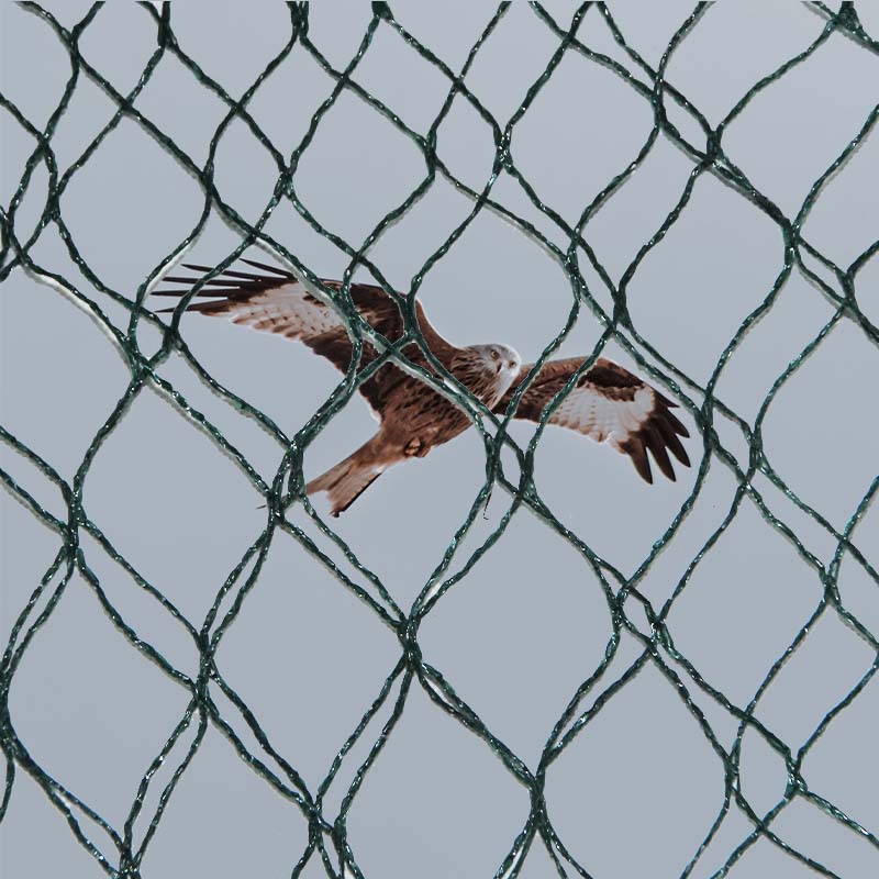 Quels sont les choix de matériaux, les avantages et les inconvénients des filets de prévention contre les oiseaux ?