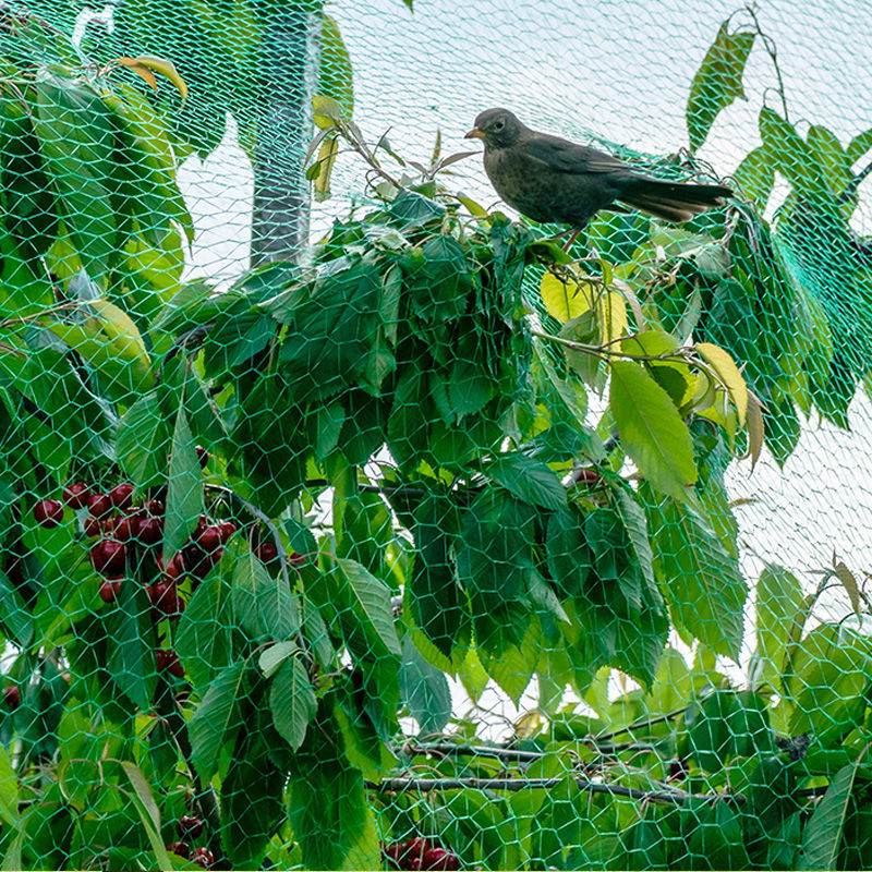 Filet anti-oiseaux pour la plantation