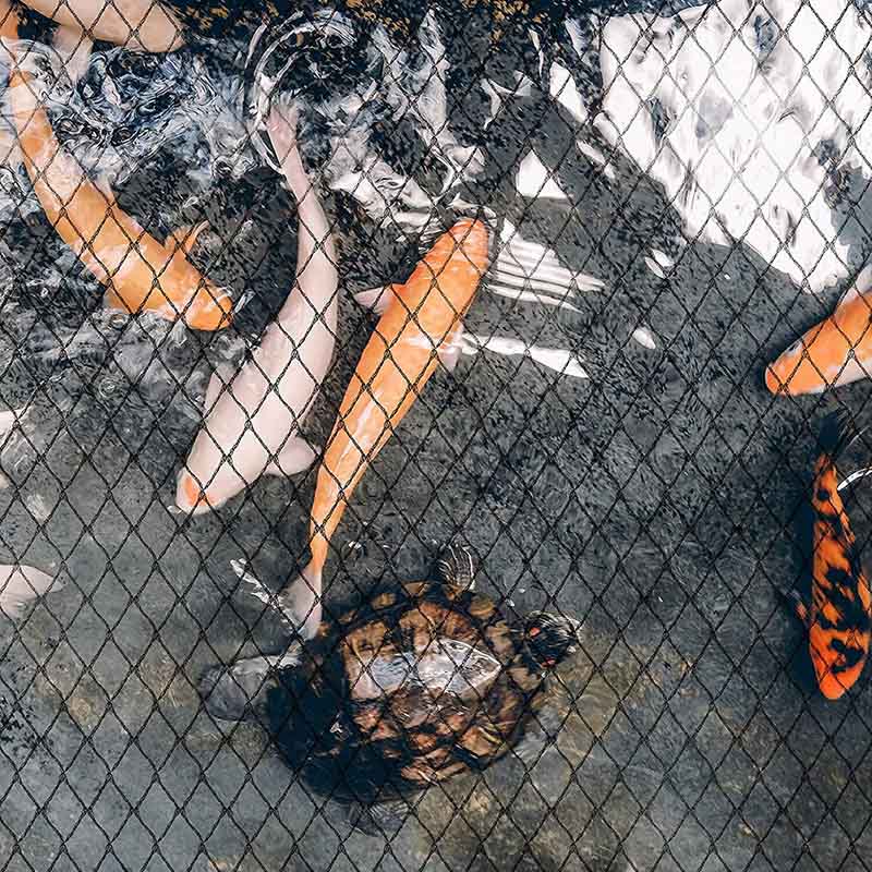 Filet anti-oiseaux de qualité commerciale